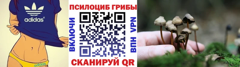 где продают   Оленегорск  Псилоцибиновые грибы Psilocybe 
